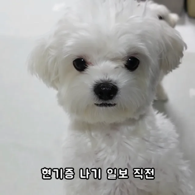 시라토리