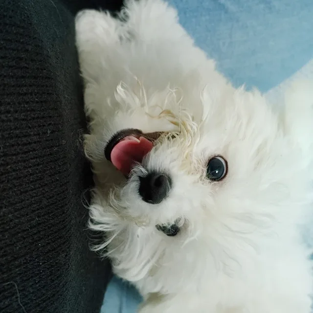 또니