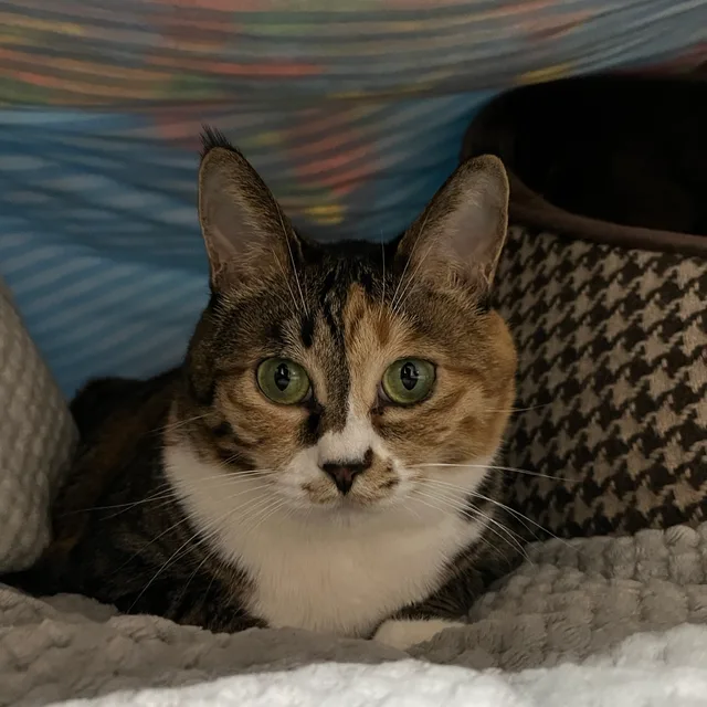 뿌꾸