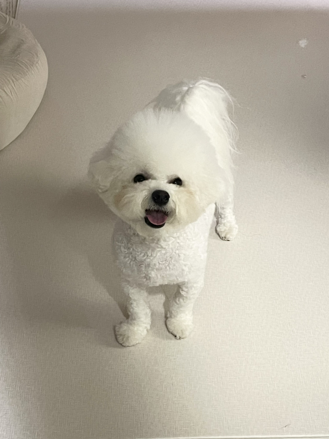 당근조아조아