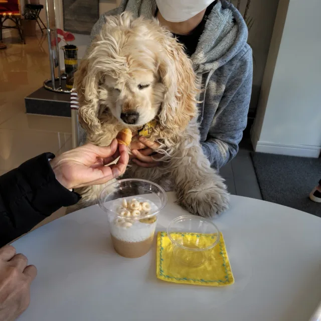 벨라