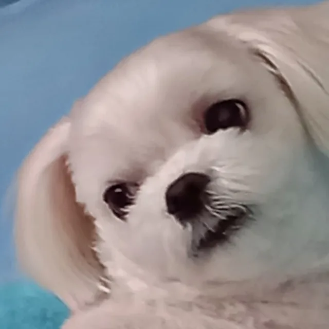 호랑