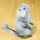 조녁이