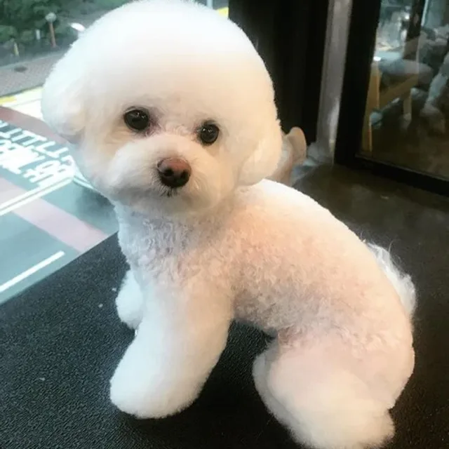 꼬코