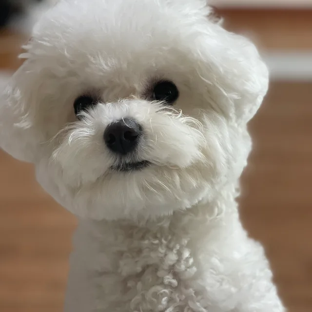 당꿀마켓