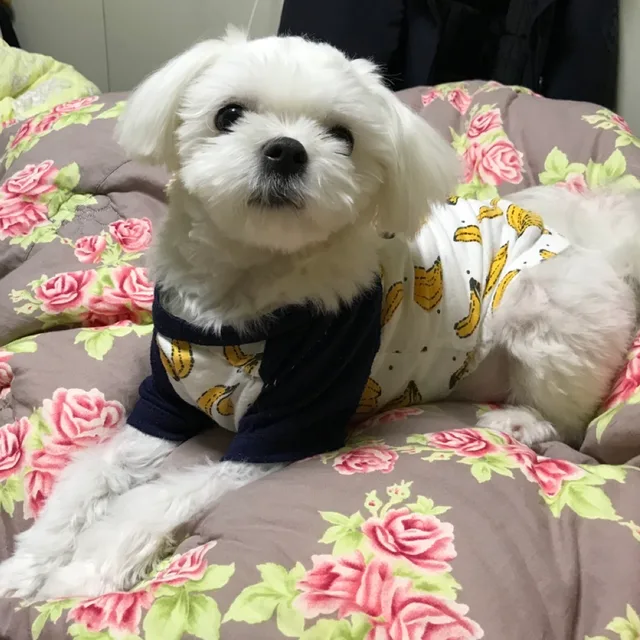 스마로