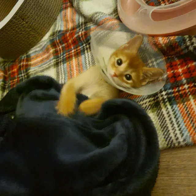 장화신은고양이