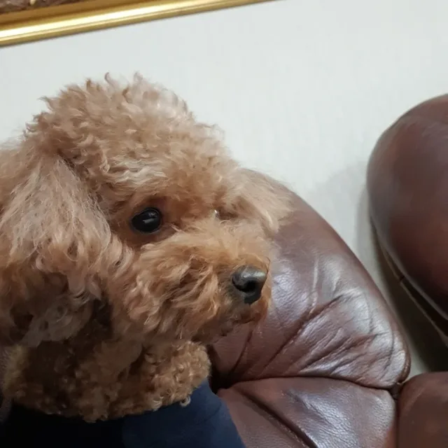 푸키아빠