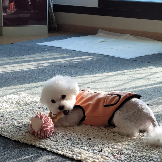 찌봉이
