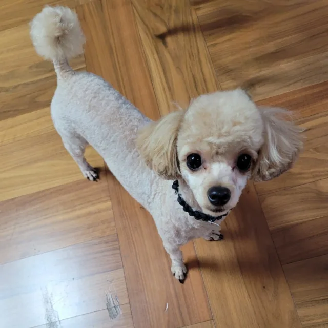 국자네