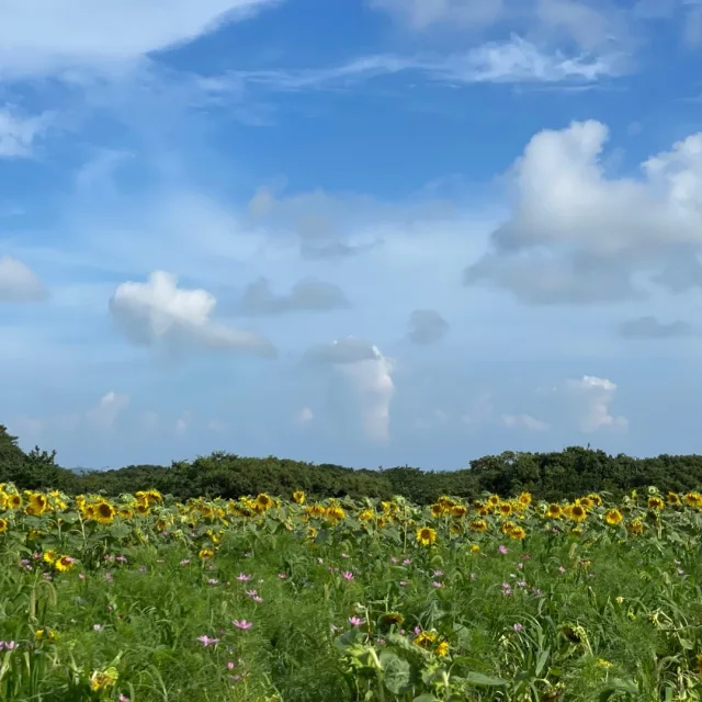 희망