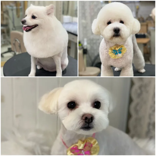행복이파파