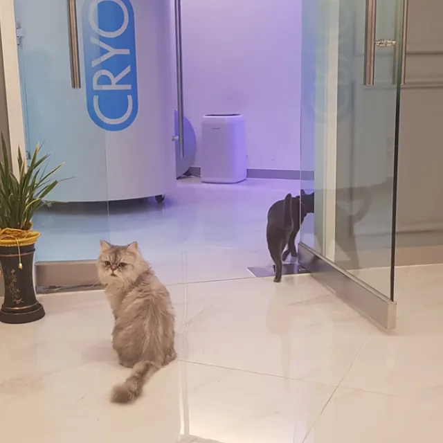 짐승기v