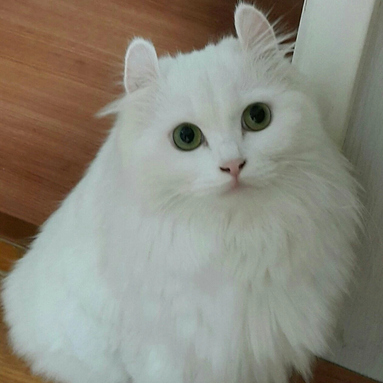 희나