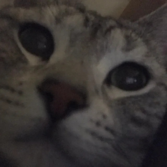 두두