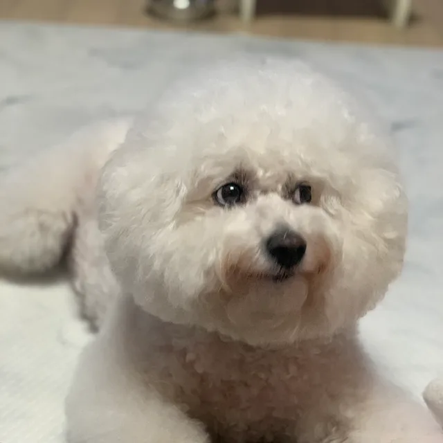 토리아빠곰