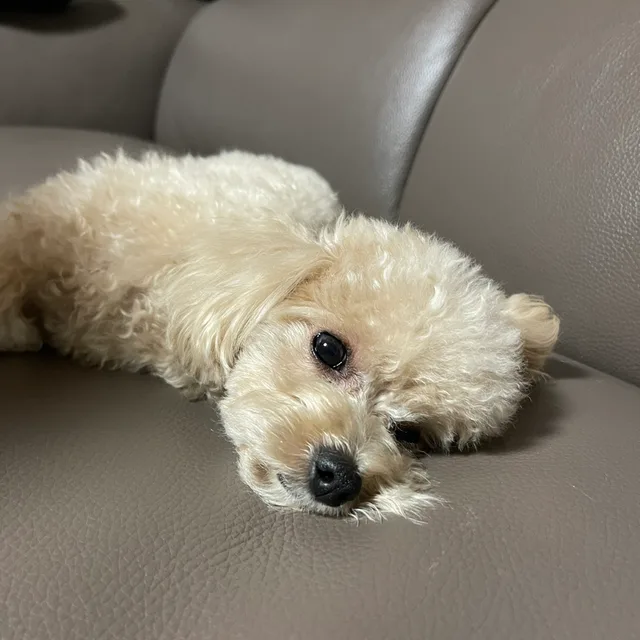 핫토리