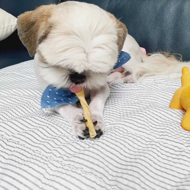 뽀름언냐
