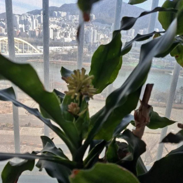 행운목