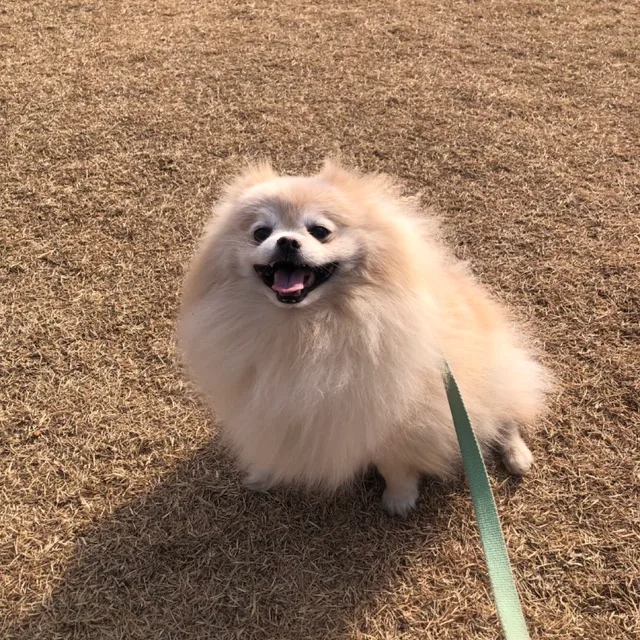 신림동대길이