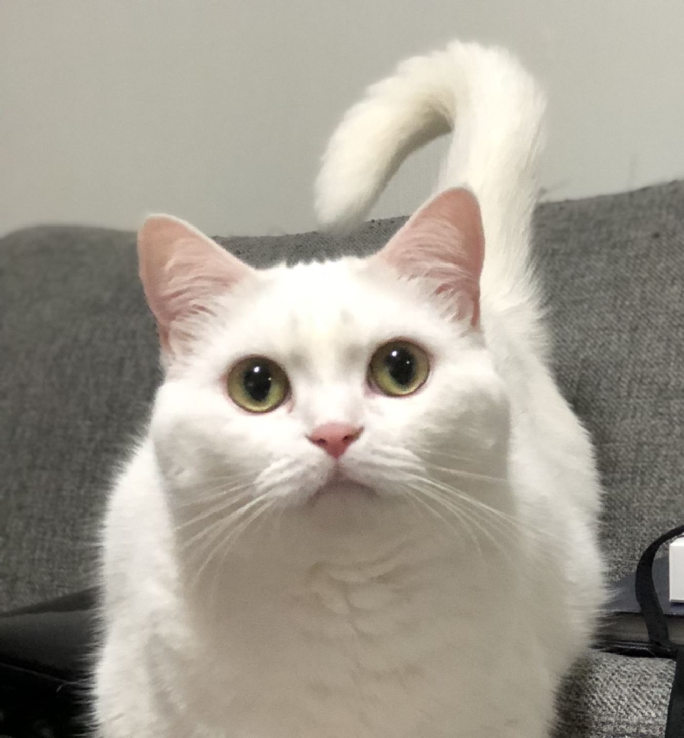 마오