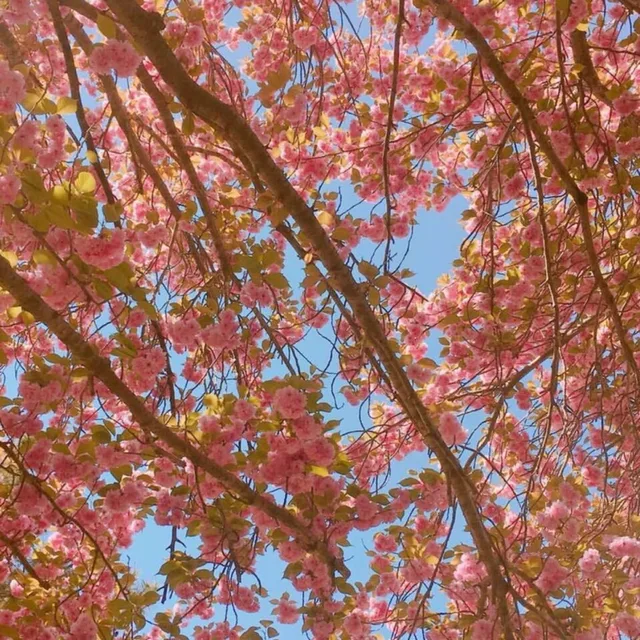 핑크팬더