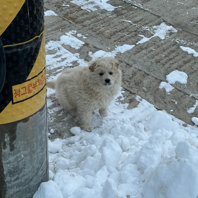 또비