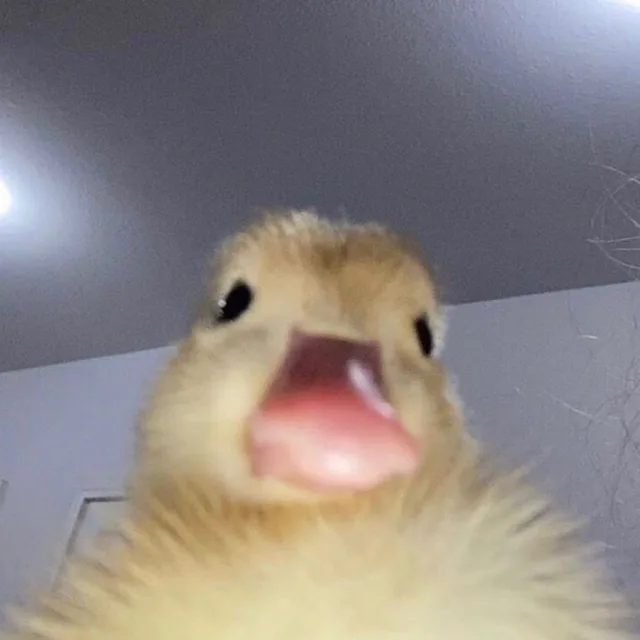 방가워오