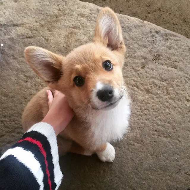 판당