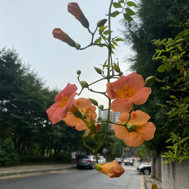 수리부엉이