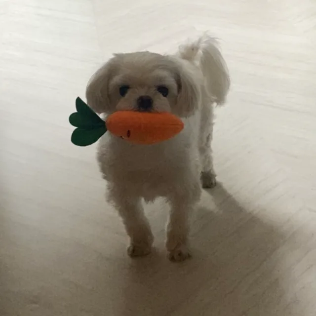 또리형아