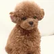 니나
