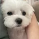 채채