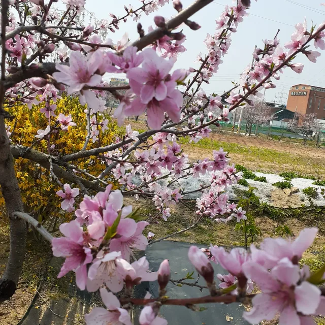 양지뜸