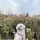 청아