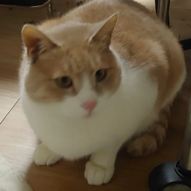 감자