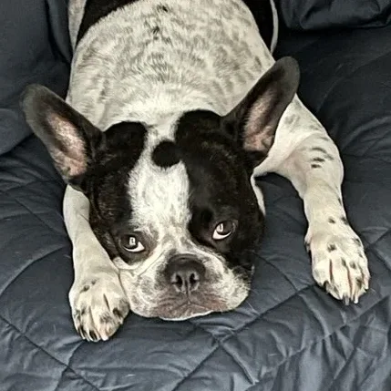 하치