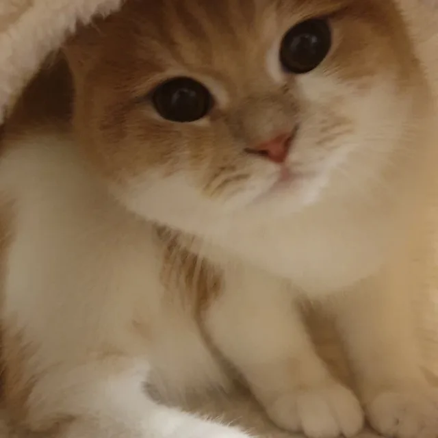 마요마요