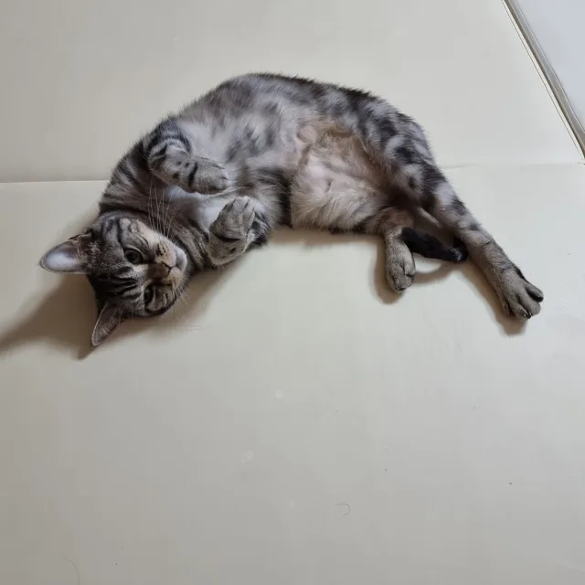 고냥