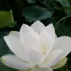 선향
