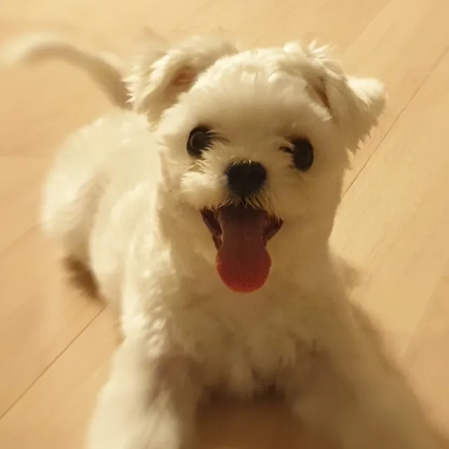 완이네하우스