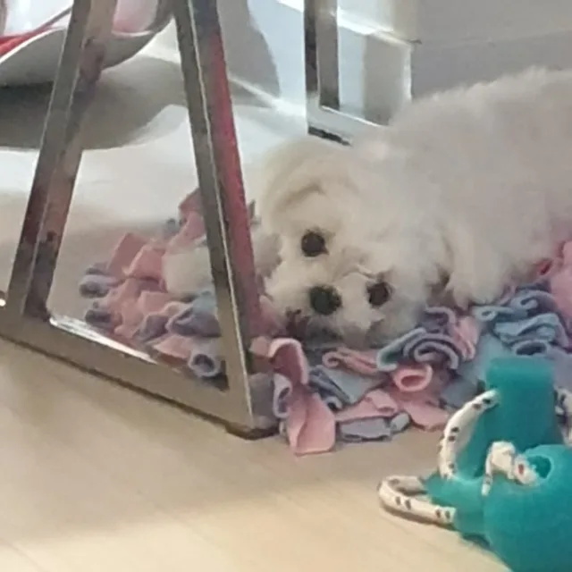 자유영혼