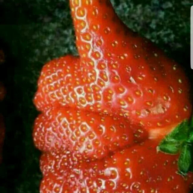뿌라