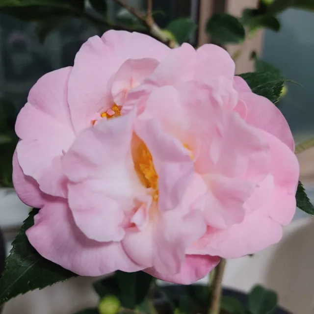 중앙로