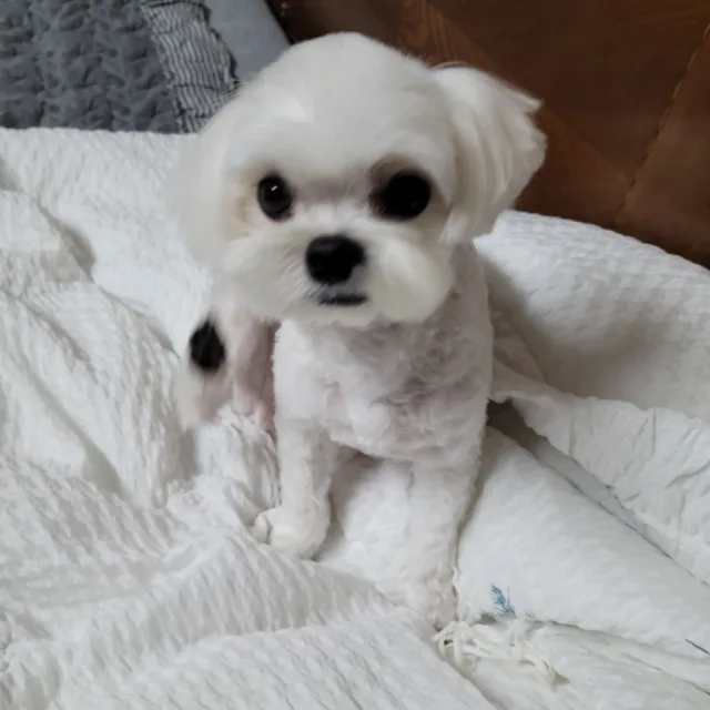 이슬