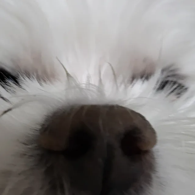 아리