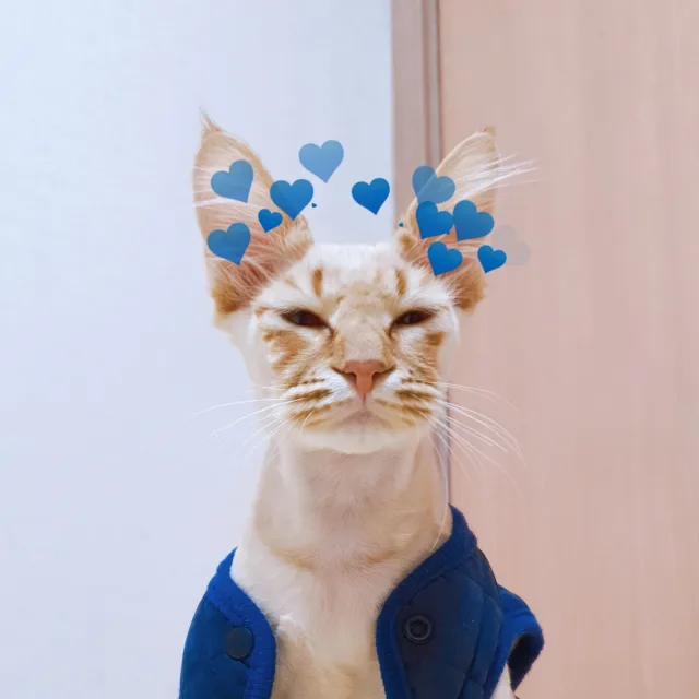 뚠뚠한냥이
