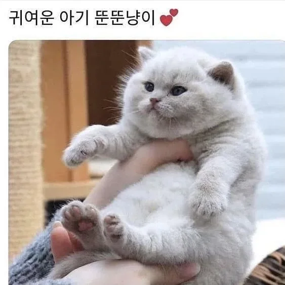 젤리피쉬