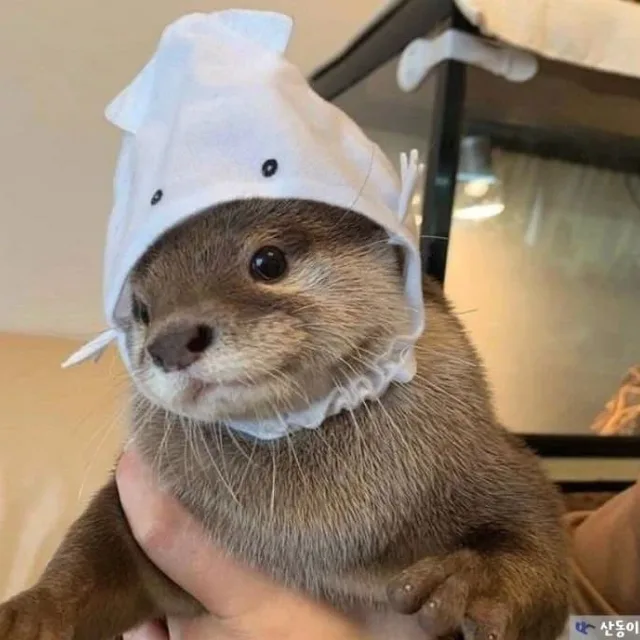 수달