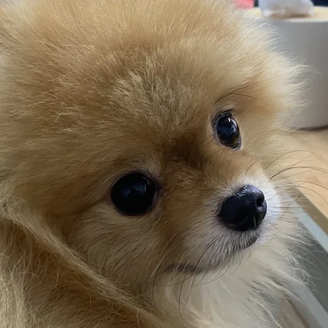 이후영웅